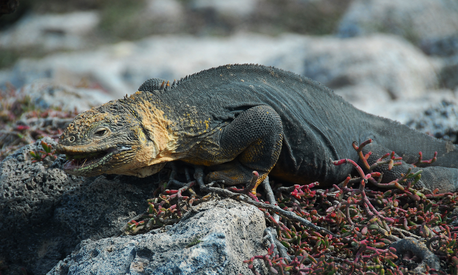 Conolophus pallidus [200 mm, 1/180 sec at f / 7.1, ISO 100]